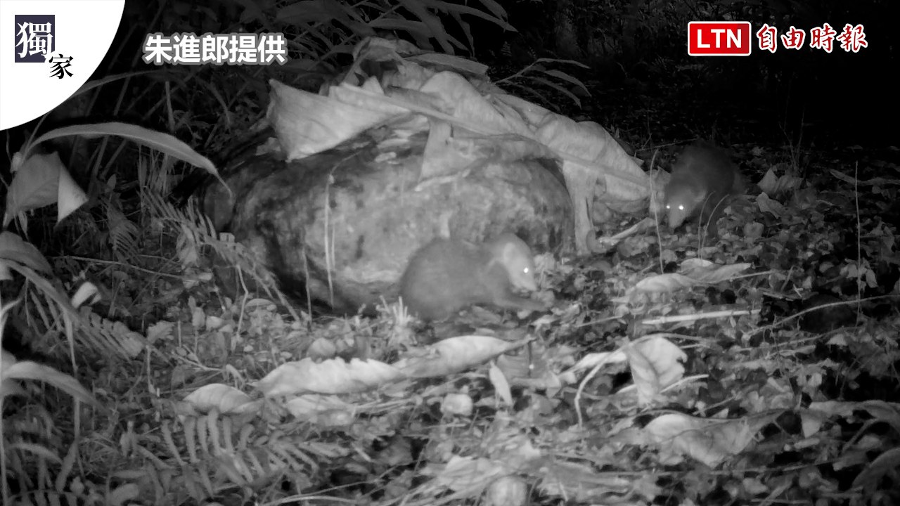 獨家》花蓮馬太鞍食蟹獴媽媽攜3寶覓食 秀「跨下反手拋」敲螺技