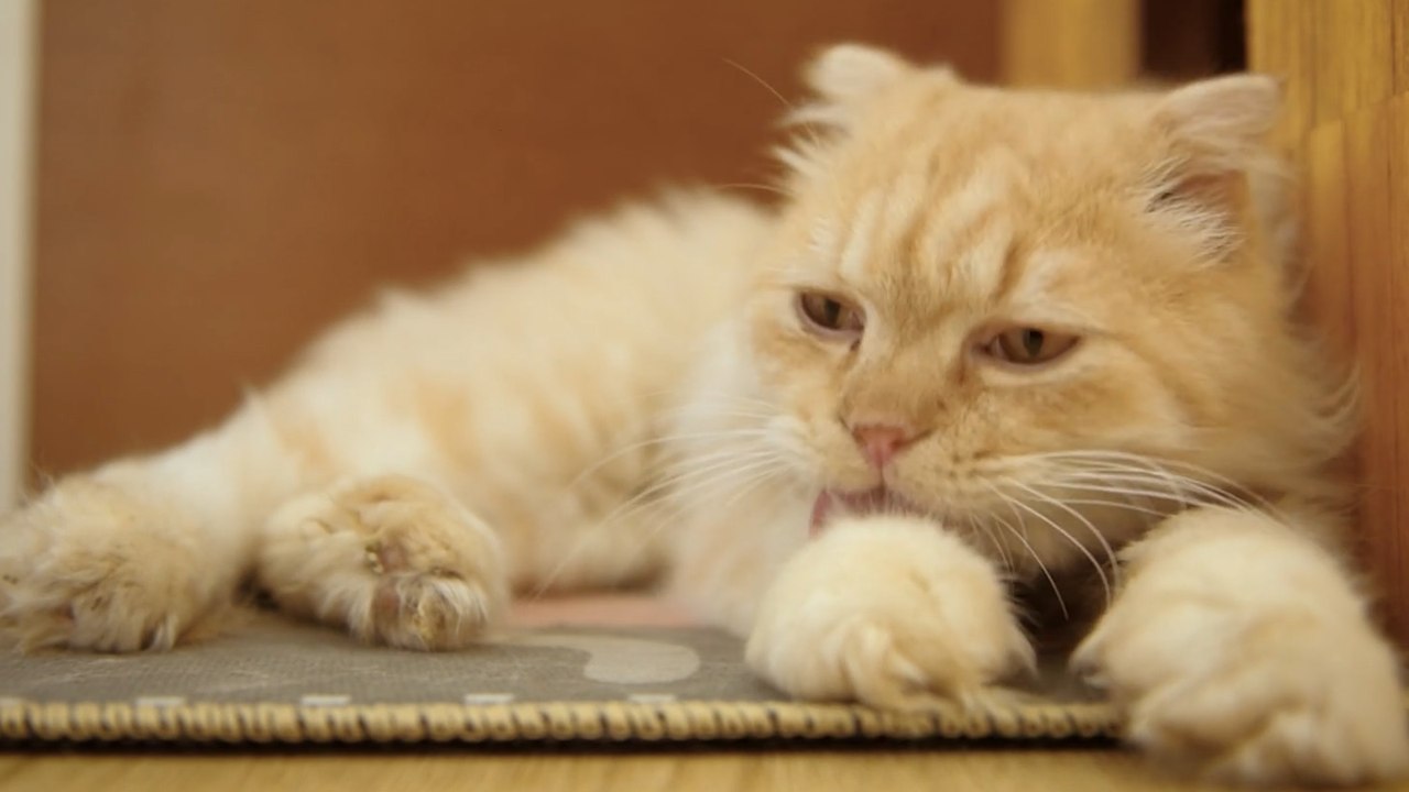 Los veterinarios expertos coinciden: sacar a pasear a los gatos a la calle de forma controlada ayuda a mejorar su comportamiento