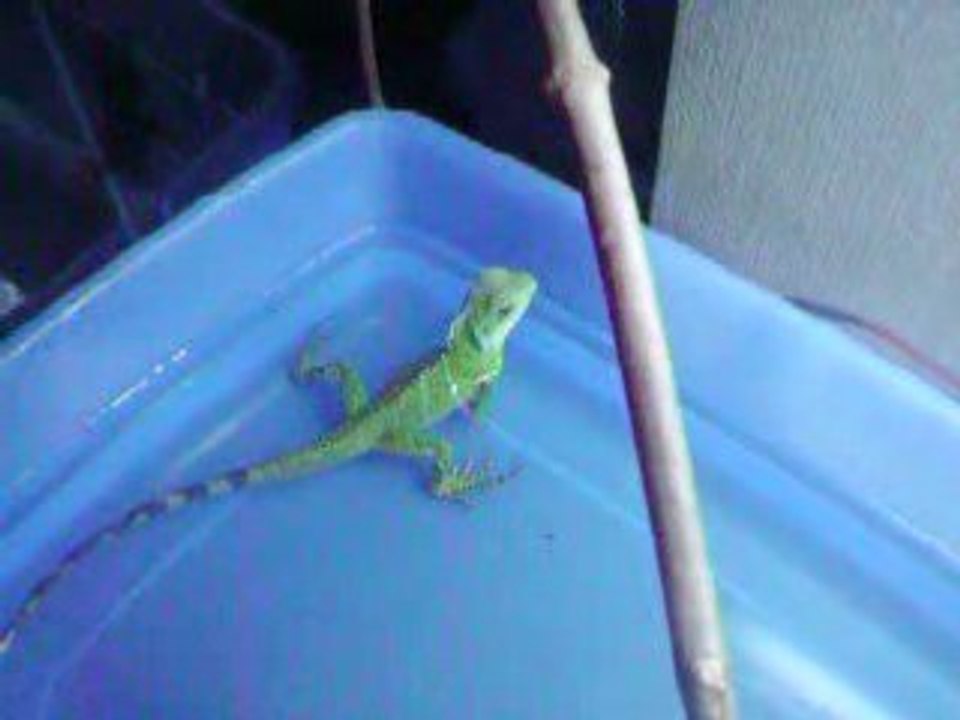 Dragon d eau boit