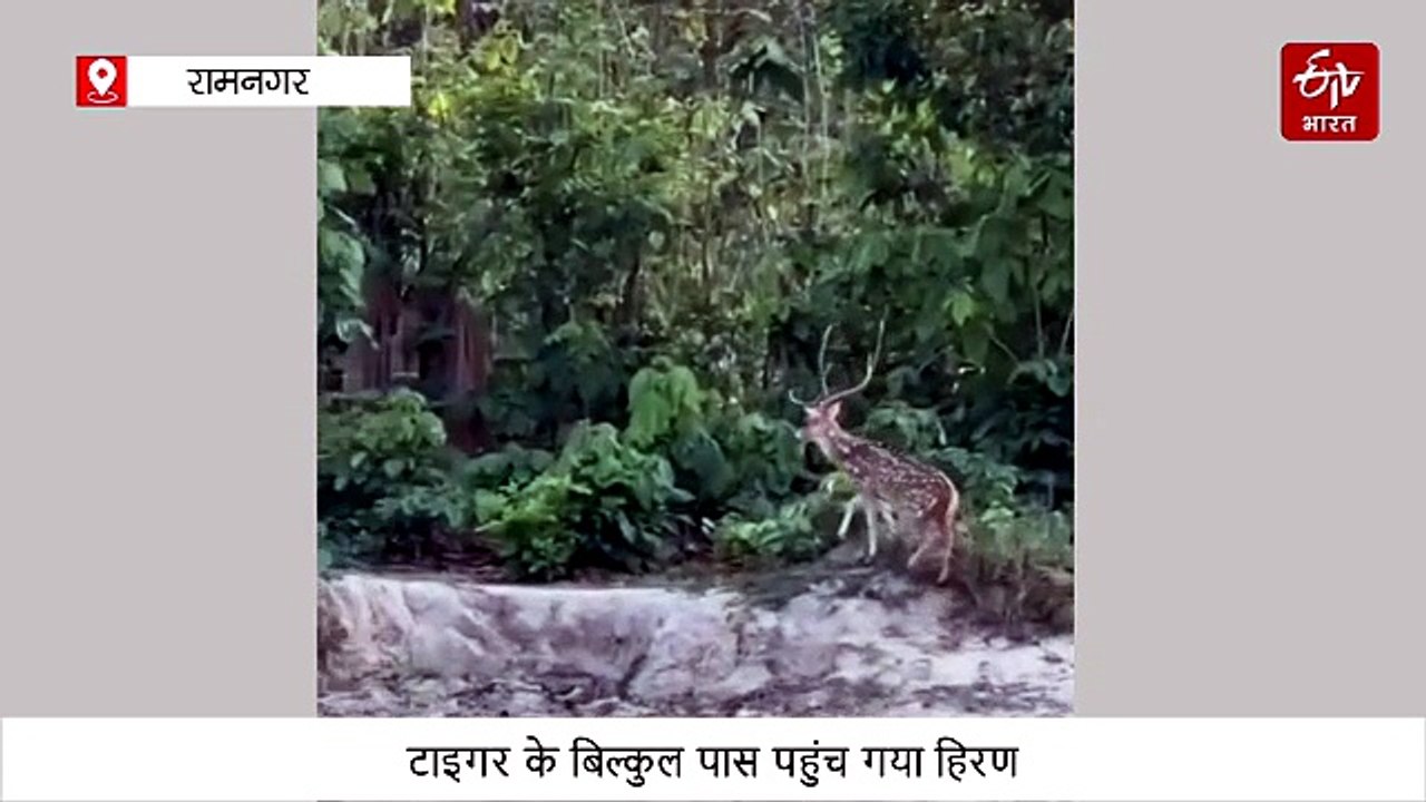 फाटो पर्यटन जोन में रोमांचक नजारा, टाइगर के बिल...