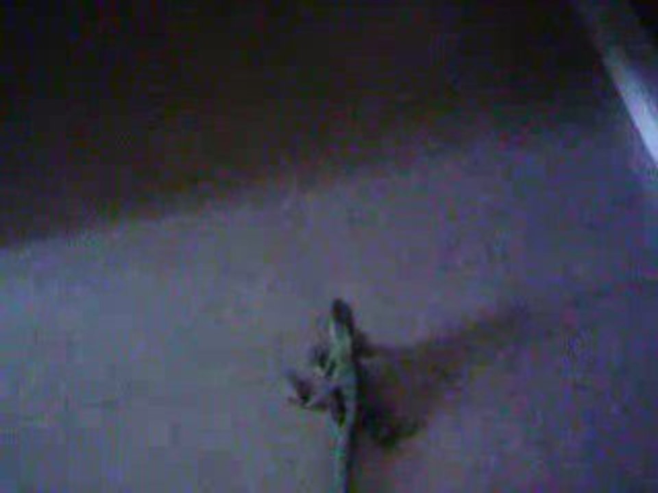 IGUANA ET DRAGON D EAU