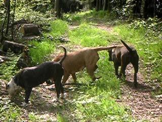 ballade foret spike venus et utopie