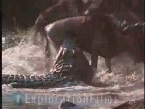 Wildebeest Hunted By Crocodiles