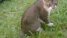 morning Cat1