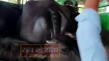 कारसा से यूपी की तरफ जा रही गाड़ी जिसमें क्रूरता से पशुओं को भरा हुआ था, नीलोखेड़ी से तमाम गौ सेवक युवाओं ने रोक कर किया पुलिस के हवाले.....