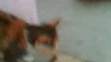 Hungry cat 2.1