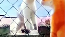 Funny Animal Videos - Angry cats videos - Funny Animals