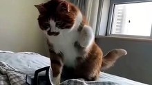 ​"Unscripted Chaos Between Cats and Birds You Weren’t Supposed to See 📉"