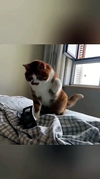 ​"Unscripted Chaos Between Cats and Birds You Weren’t Supposed to See 📉"