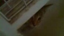 Shy cats2