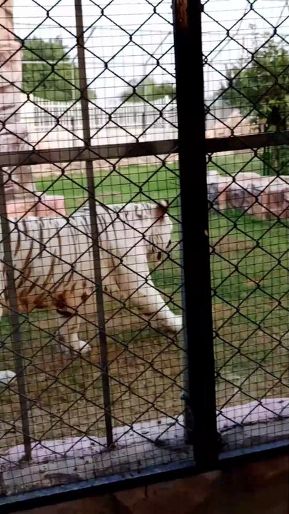 beautiful white tiger MAMA #viral #trending #fo