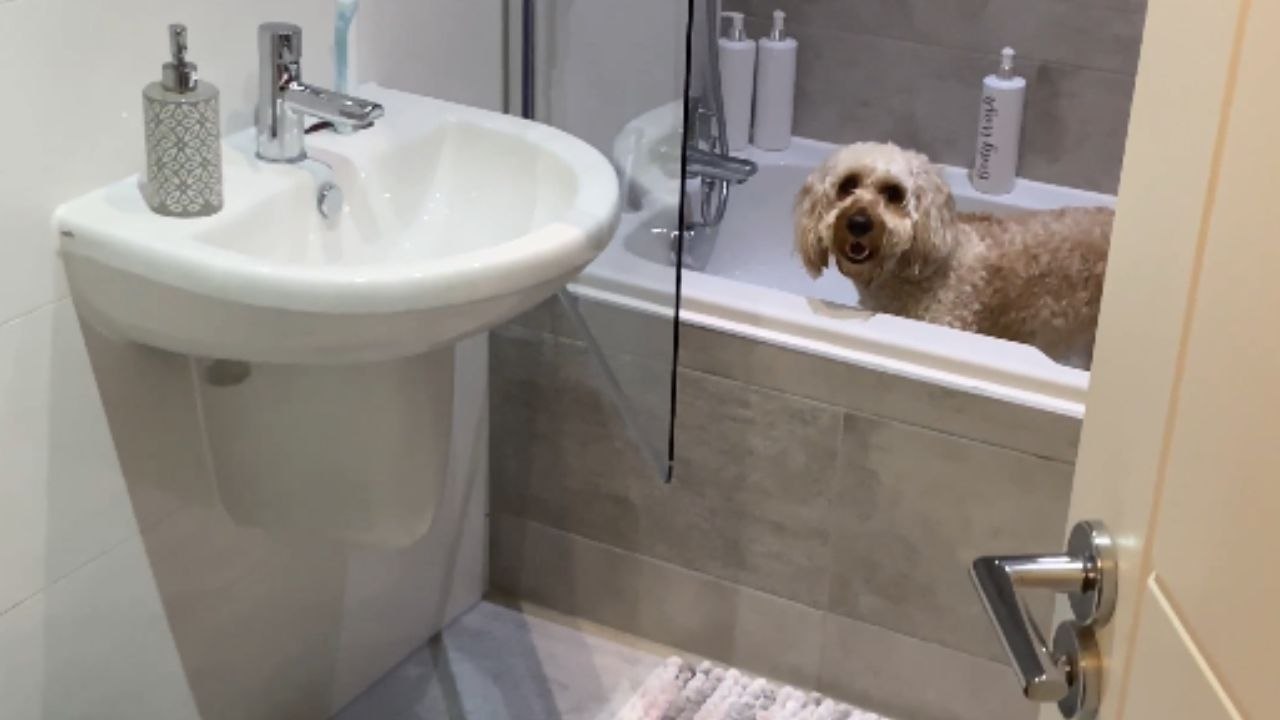 Joyful pup splashes into a bubble-filled bathtub