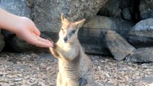 A Treat's Magic: Uniting Humans and Wildlife