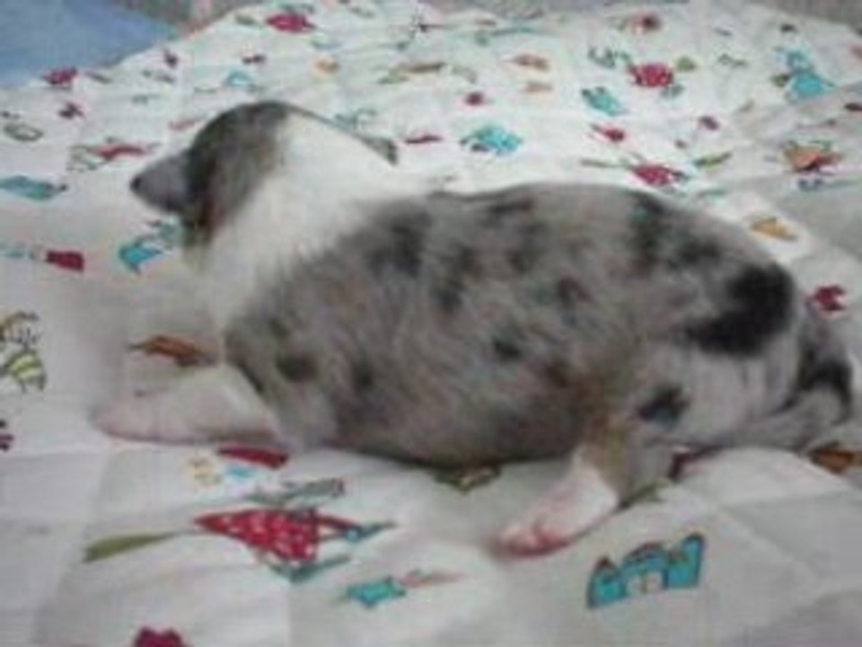 Sheltie blue1