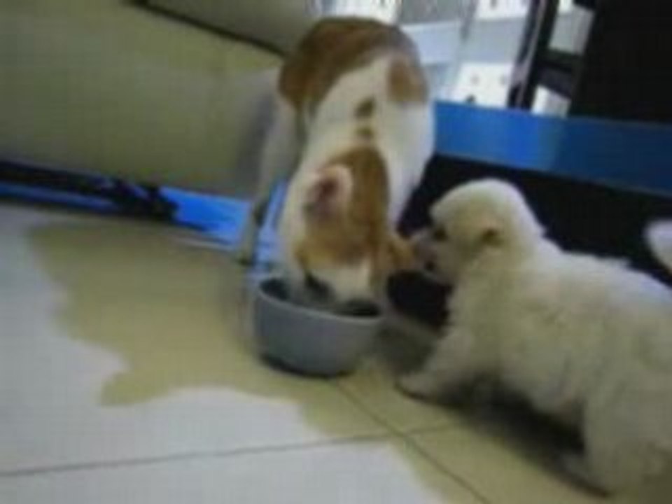 Cat and Dog