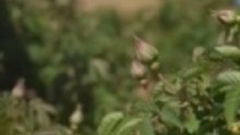بعد سنوات من التراجع، يعود الورد الشامي إلى حقول القلمون حاملاً معه آمال المزارعين بانتعاش هذا القطاع من جديد.