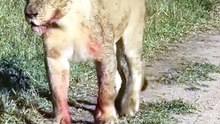 Unbelievable Close Encounter: Curious Young Lion Cub Climbs onto Safari Truck in Savanna Drive