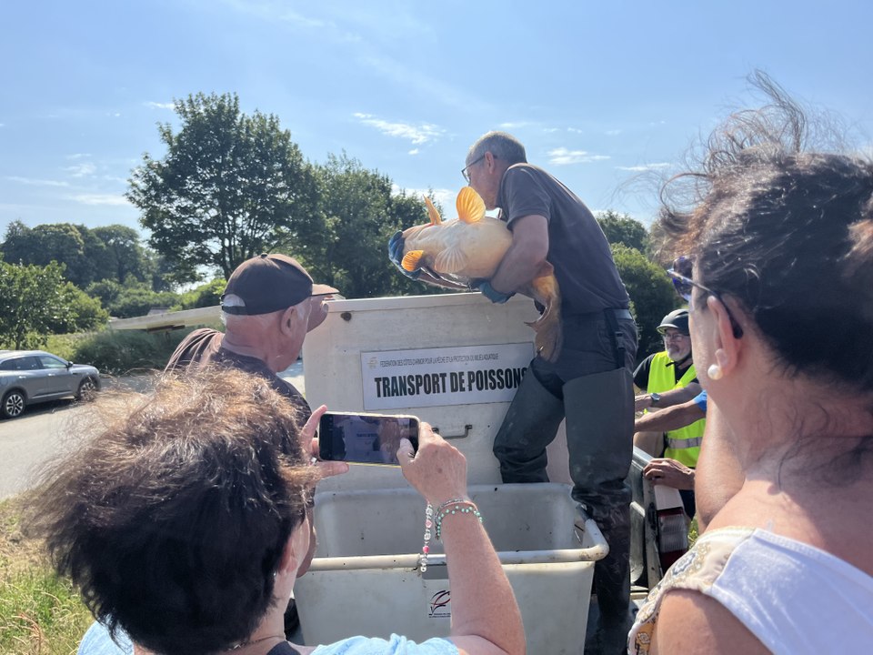Il faut sauver les poissons de l'étang de La Motte (Côtes-d'Armor)