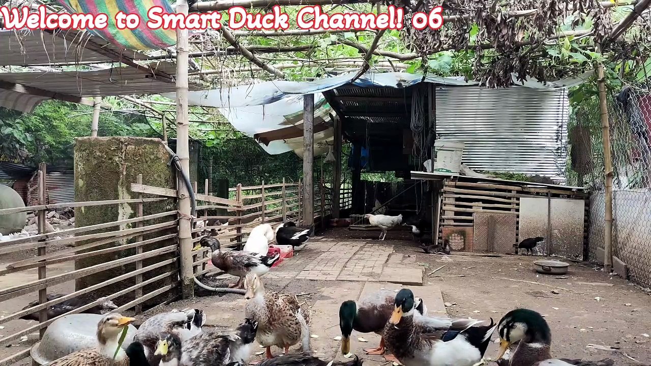 Watch a lively flock of ducks foraging for food.🦆 Welcome to Smart Duck Channel! 06