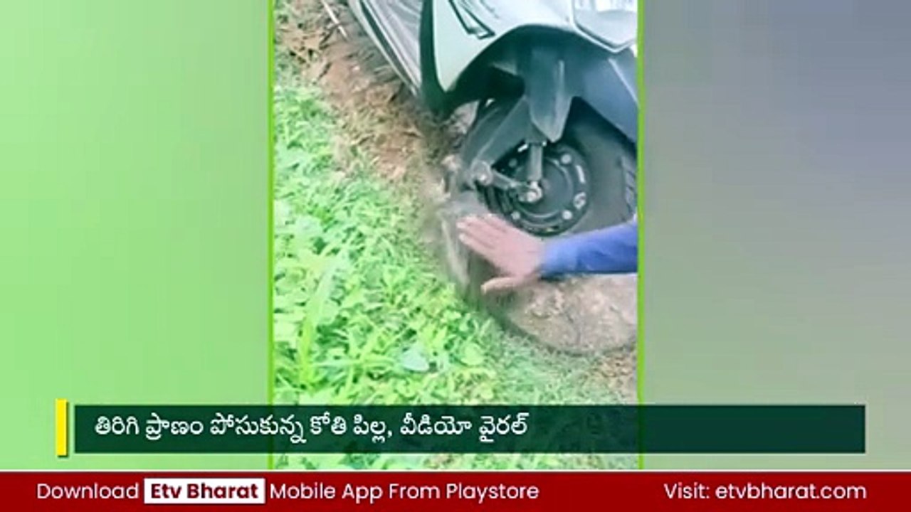 "కోతి పిల్లకు విద్యుత్ షాక్" - సీపీఆర్ చేసి కాపాడిన కార్మికుడు - వీడియో వైరల్!