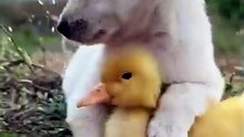 Funny and cute dog with duck chicks