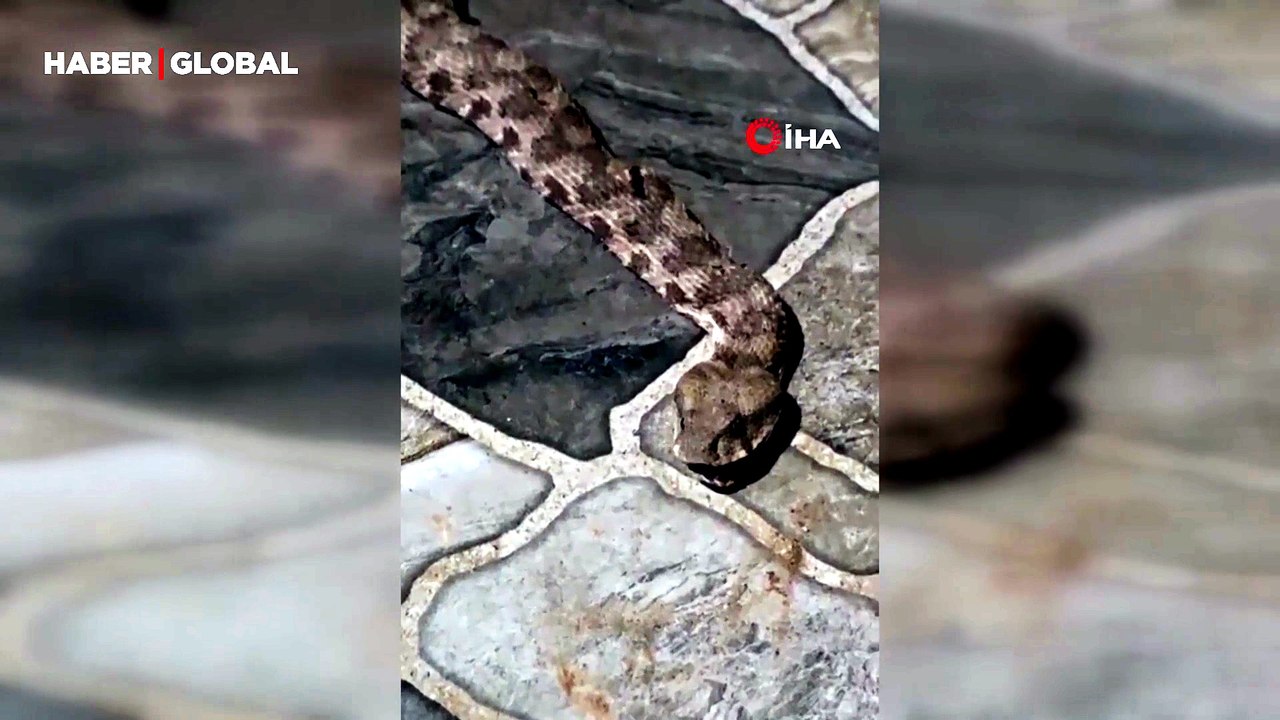 Balkona çay içmeye çıktı, karşısında dev yılanı görünce donakaldı
