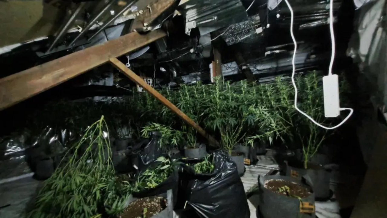 Gateshead cannabis farm worth more than two hun...