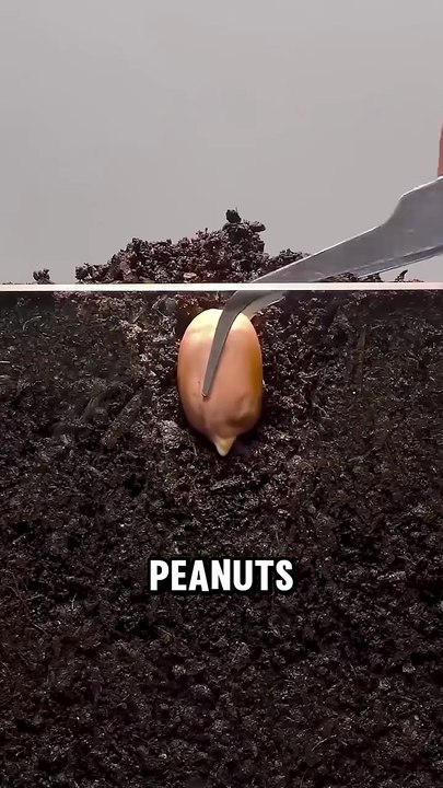 The Weird Biology Behind Peanut Growth