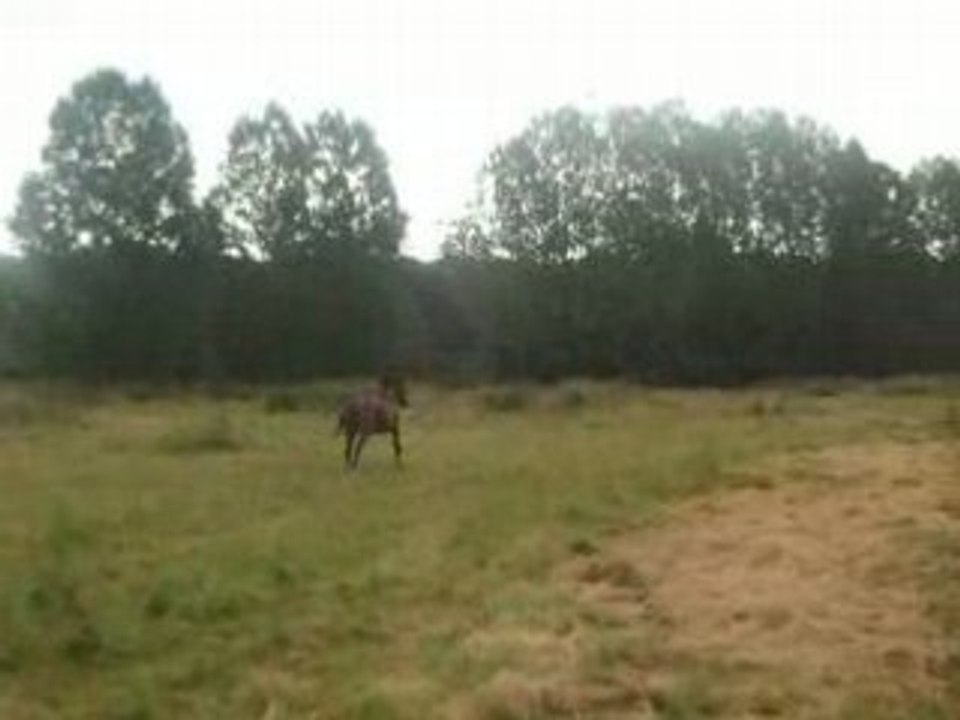 Loulou au galop