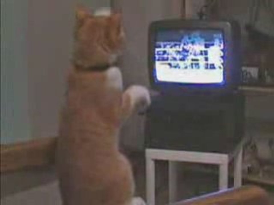 Chat boxe !