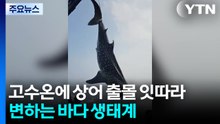 고수온에 상어 출몰 잇따라...변하는 바다 생태계 / YTN
