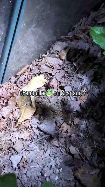 Grenouille 🐸 ou Crapaud ?.mp4