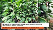 La Cooperativa Citrícola impulsa un plan vivero para aumentar la producción de cítricos en Misiones