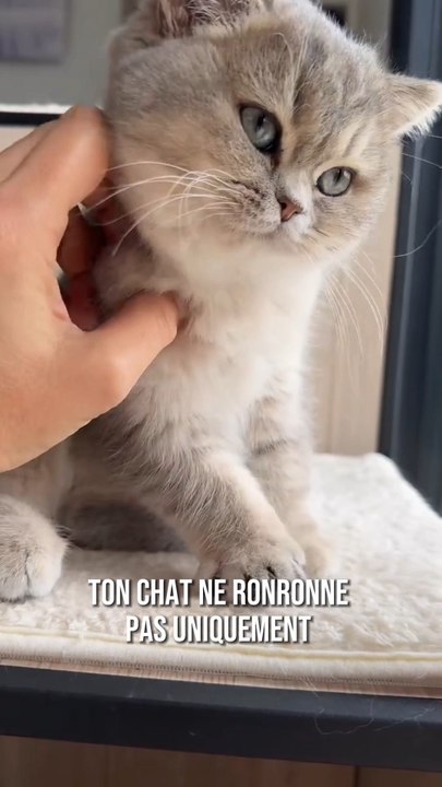 Ton chat ne ronronne pas toujours parce qu’il est heureux… 🐱