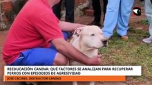 Qué hacer con perros adultos que presentan conductas agresivas tras el caso de los pitbulls