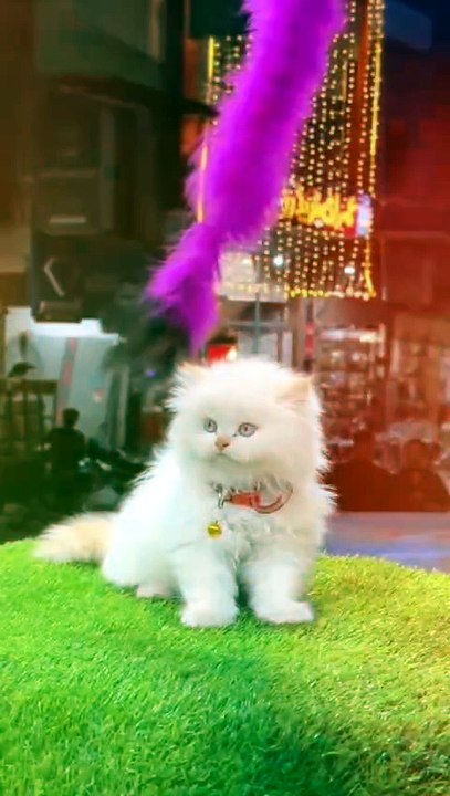 ✨ Fluffy Kitten Shining Under the City Lights 🐱💖