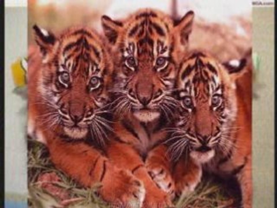Les fauves