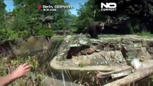 Жара в Европе: слоны и медведи Берлинского зоопарка спасаются от зноя