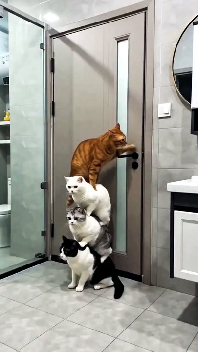 funny #cat #funny #shortsfeed