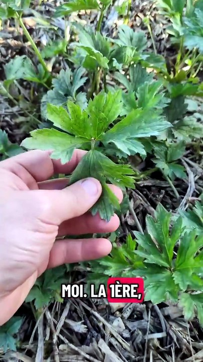 Vous dites mauvaise herbe ou adventice ? 🌱 Mes conseils pour un désherbage efficace au potager et l
