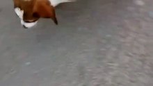Adorable Puppy Catch Up With Its Mother