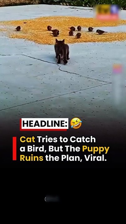 Funny cats 🤣😅