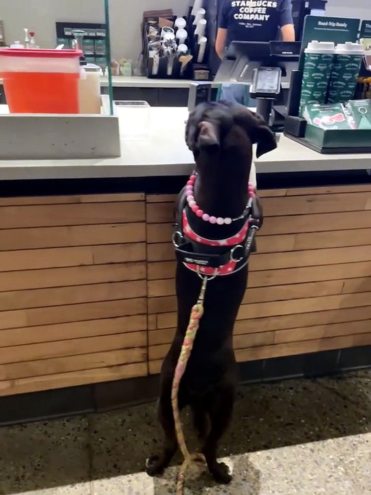 My dog can order her own pup cup. Top that!