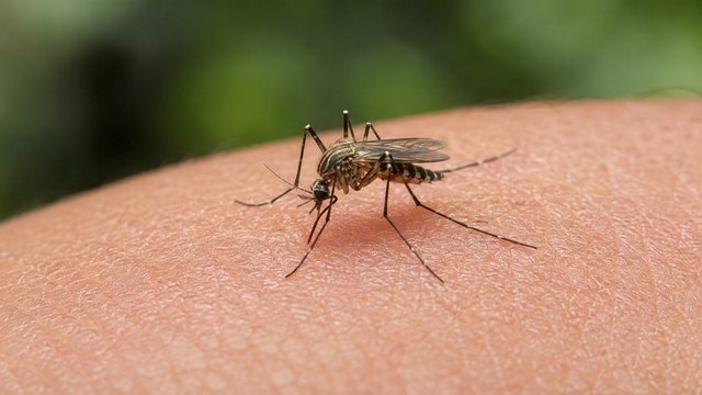 CDC Alert: West Nile Virus Affects Six Counties in California
