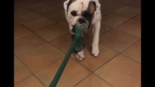 Agozzino Alfredo story giocando con i miei amici cani
