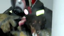 Dramático rescate en Alberdi: bomberos salvaron a un perro tras una explosión por gas