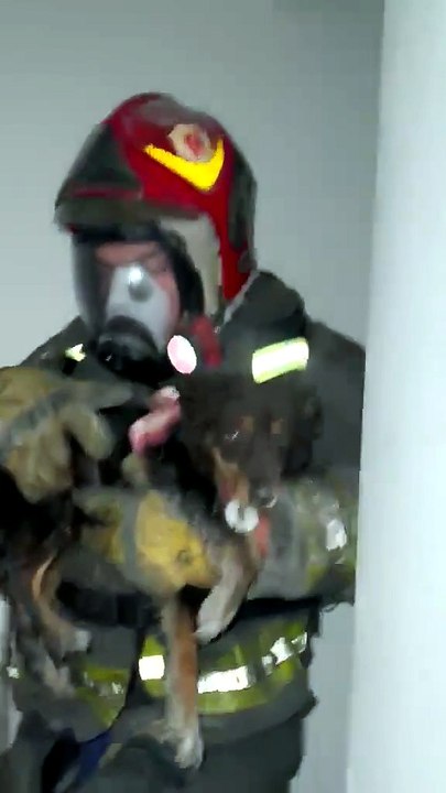 Dramático rescate en Alberdi: bomberos salvaron a un perro tras una explosión por gas