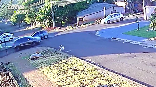 Vídeo: cão é atropelado e motorista foge sem prestar socorro em Cascavel