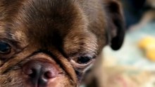Pug kingdom bulletin