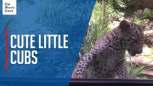 China leopard cubs on display in Croatia zoo